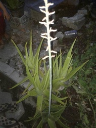 Bunga Lidah Buaya Langka