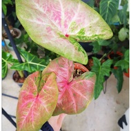 Caladium Euphoria / Keladi thailand /Keladi pink/ Caladium ThaiHybrid