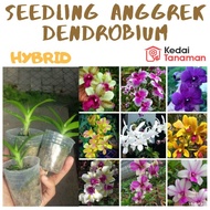 (#) Anggrek Dendrobium Seedling - Bunga Anggrek Dendrobium