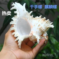 Q💕Natural Big Sea Conch Shell Kirin Snail Collection Gift Aquarium Decoration Ornaments for Fish Tank