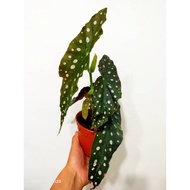 WAF Begonia Maculata Raddi with L size pot direct from Cameron Highlands