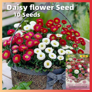 Bonsai Daisy Flower Seeds ไม้ประดับ เมล็ดดอกไม้สวย บอนไซ บอนสีหายาก แต่งบ้านและสวน เมล็ดดอกไม้ ต้นไม้ฟอกอากาศ ไม้ประดับ Plants Seeds for Home &amp; Garden Planting