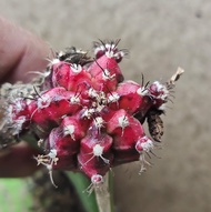Kaktus hidup asli Gymno Mini Bebas Pilih lengkap dengan pot