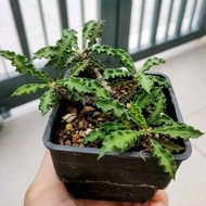 Euphorbia decaryi 6cm pot