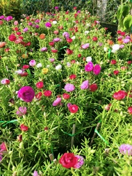 combo 3 chậu 10 giờ thái đủ màu siêu hoa