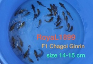 Anakan ikan Koi F1 indukan import