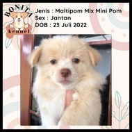 Jual Anjing Maltipom Mix Mini Pom Anakan Anjing Maltese Mini Pom