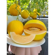 200 Biji Benih Tembikai Susu Emas Golden Melon Sweet Melon Seed - 200 Seed