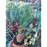 Pokok cycas landskap