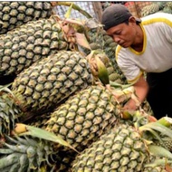 Termurah 6 Bibit Buah Nanas Madu Blitar Bibit Unggul
