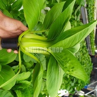 Promo Ab Mix Sayur Daun 50 Liter Paramudita Nutrient Nutrisi