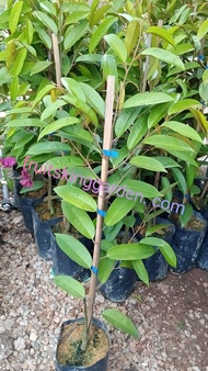 Anak Pokok Durian Duri Hitam (2.5 feet+++) (WEST MALAYSIA ONLY) Buah Buahan Fruits Live Plant