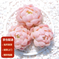 Plants that are truly alive 活着的植物Moyi【Door-to-Door Delivery】Succulent Plant Combination Set with Pot