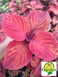 Mayana Coleus Campfire (Rare Mayana) with FREE garden soil (Outdoor Plant, Real Plant, Live Plant and Limited Stock) - Plants for Sale