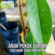 Anak Pokok Durian Cantuman Tunas IOI/Duri Hitam