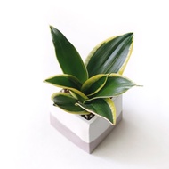 莫蘭迪粉系列 | 荷花虎尾蘭 淨化空氣 方形雙色水泥植栽