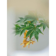 🍁🌟 Vibrant Four Seasons Red Maple Seeds - Lush Red-Leafed Maple for Home &amp; Garden Splendor - Ornamental Bonsai Delight 🏡
