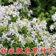 Ready Stock Quick Shipment Soap Grass Seed Soap Grass Viewing Flower Seed Courtyard Balcony Foliage 