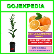 Bibit Jeruk Mandarin Pohon Jeruk Mandarin Bibit Tanaman Jeruk Mandarin