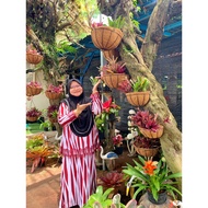 BROMELIAD VIRAL MURAH /GUZMANI PURPLE/AEC FASCIATA/ AEC CHANTINI GREEN/ KNOCK OUT/ MARTIN / VALENTIN