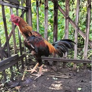 Fertile Eggs Hatching Eggs for Fighting Cocks PakoyF2 Cros Koyngon