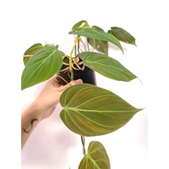philodendron micans live plant