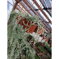 Curio Radicans Plant