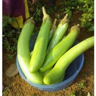 Terung Panjang Hijau ( 30pcs Benih )