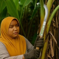 SAMLEE HEAVY DUTY FRUIT SICKLE / FRUIT KNIFE PISAU SABIT BUAH BUAHAN