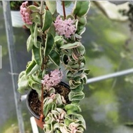 Tanaman Hias Hoya Compacta Regalis / Hoya Compacta varigata murah