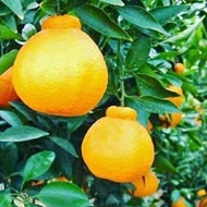 bibit tanaman jeruk dekopon berbuah