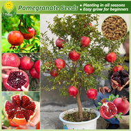 เมล็ดพันธุ์ ผลทับทิม เมล็ดทับทิม บรรจุ 50 เมล็ด Bonsai Pomegranate Seeds Fruit Plants บอนไซ ต้นผลไม้