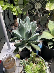 龍舌蘭 嚴龍 貝殼龍