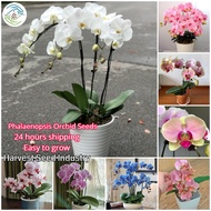 [Fast Germination] Phalaenopsis Orchid Seeds Sale Potted Flowering Plants Seeds Gardening Bonsai Flower Seeds Indoor and Outdoor Real Live Plants Garden Decor Orchids Plants for Sale (50pcs Seeds for Planting Flowers, Easy To Grow,Philippines Ready Stock)