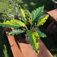 Anthurium Wave of Love variegated Golden from Thailand seeds w / w/o sprout