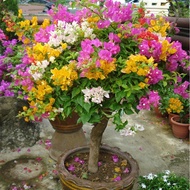 Bougainvillea Potted Multi-Color Double-Petal Large Seeding Everblooming Bougainvillea Bonsai Climb