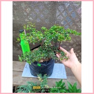 ☸ ◫ ☋  ️ Bucida  Garden Decorations