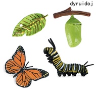 DYRUIDOJ Growth Cycle Model Insect Animals Spider For Kid Biology Kids Toy Butterfly Growth Cycle Ac