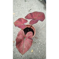 pokok keladi daun merah/ pokok keladi hiasan merah viral/ Pokok hiasan hidup merah viral