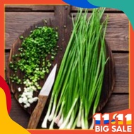 40pcs seeds KUCAI CHIVES fertile growing