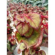 🔥🔥Begonia Rex Mix Color🔥🔥