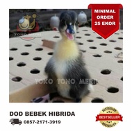 DOD Anak Bebek Hibrida