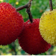 Anak Pokok Pulasan Hybrid