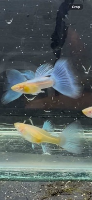Albino Sky Blue Guppy