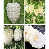 Pingguo bitter gourd   Crystal bitter gourd  Bitter gourd seed / 苹果苦瓜种子 水晶苦瓜 珍珠苦瓜种子