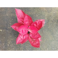 aglaonema red