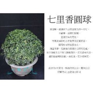 心栽花坊-細葉七里香/七里香/波波球/圓球/寬30cm/綠籬植物/圓球/造型樹/特售/售價500特價400