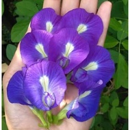 butterfly pea plant / anak pokok bunga telang + Free gift