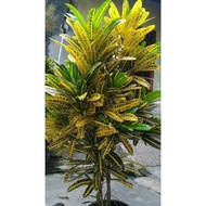 Pokok Puding  ID Timun Hijau Kuning Rare Item🔥
