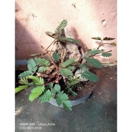 Bonsai bahan dari tanaman rumput riut/putri malu LIMITED EDITION